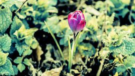 Bloem von Simon Knot