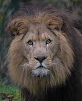 Lion King