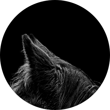 Paard Fine Art paardenoren met low key belichting van Femke Ketelaar