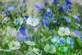 Blue and white flax by christine b-b müller