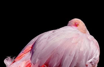 Flamingo in Ruhe