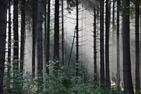Zonnestralen in mysterieus sprookjesachtig bos