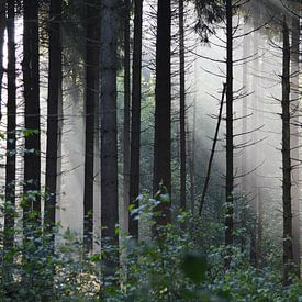 Zonnestralen in mysterieus sprookjesachtig bos van Ronald H