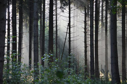 Sunbeams in geheimnisvollen Märchenwald von Dlanor