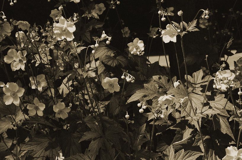 Bloemen by Jolien De Vulder