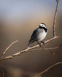 White Wagtail by Tom Zwerver