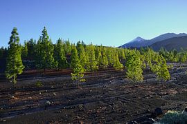 Groen in een lavalandschap