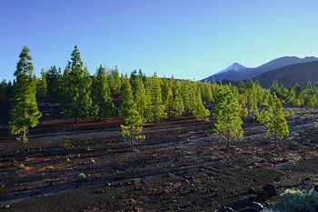 Groen in een lavalandschap
