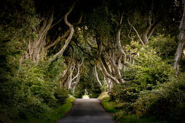 Dark Hedges 2