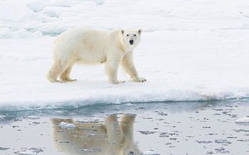 Eisbär im Spiegelbild