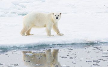 L'ours polaire en image miroir sur Lennart Verheuvel