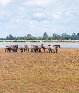 Les chevaux de Konik sur Patrick Verheij