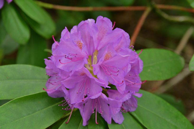 Eine blühende Magnolie. von Jurjen Jan Snikkenburg