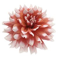 Dahlia 'Orange Duet'