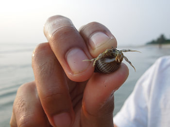 Crab in Malaysia