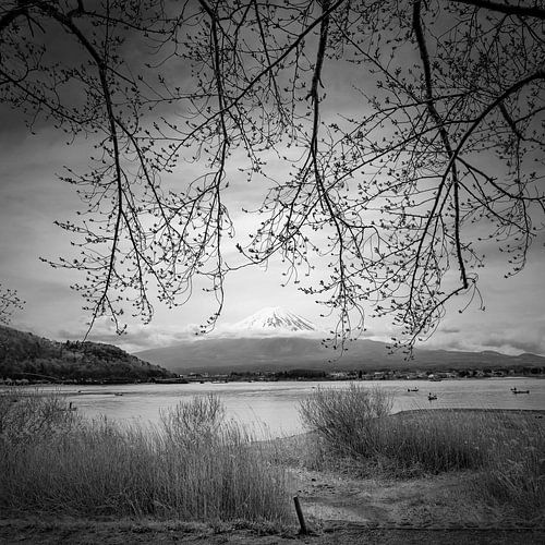 Ik kijk uit naar het sakuraseizoen - monochroom