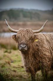 Schotse hooglanders van Mark Van Der Schaaf