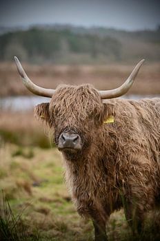 Les Highlanders écossais