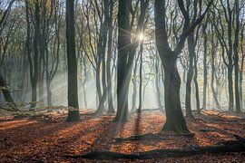 temper by Michael van Dam