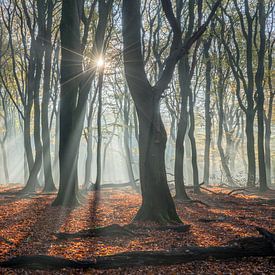 natuur van Michael van Dam