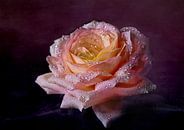 Zauberhafte Rose mit Wassertropfen von Angelika Beuck Miniaturansicht
