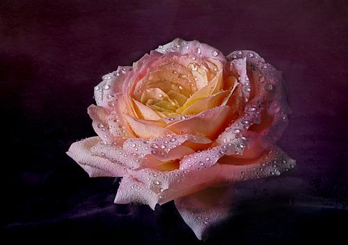 Enchanting rose with water droplets