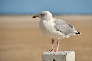 Gull am Strand Post von Ad Jekel