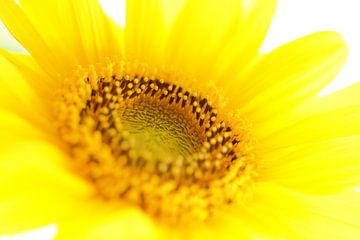 Sunny Sunflower van Photo Pim