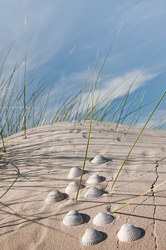 Noordzee Shells van Reiner Würz / RWFotoArt