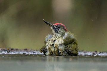 Groene specht van Thijs Schouten