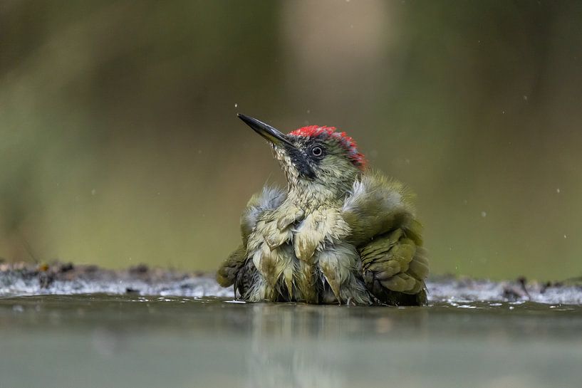 Green Woodpecker by Thijs Schouten