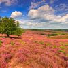 Bruyère en fleur sur le Herikhuizerveld (Posbank) en Gelderland sur Rob Kints