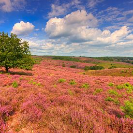 Heide in bloei op Herikhuizerveld (Posbank) in Gelderland van Rob Kints