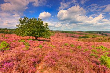 Heide in bloei op Herikhuizerveld (Posbank) in Gelderland van Rob Kints