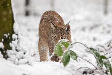 Lynx in de sneeuw