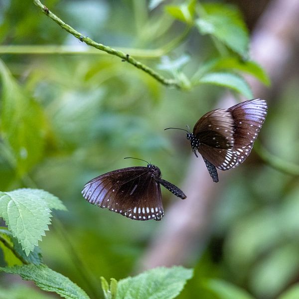 More fun with two by Inge Bogaards