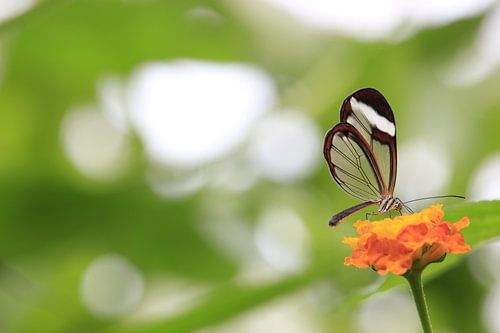 Unique butterfly on a flower