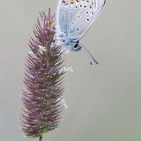 Vals Heideblauwtje by Marnix Jonker