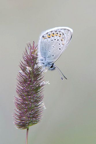 Vals Heideblauwtje van Marnix Jonker