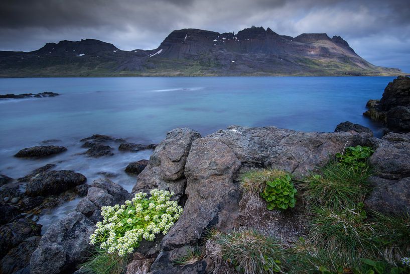Flore du fjord par Sam Mannaerts