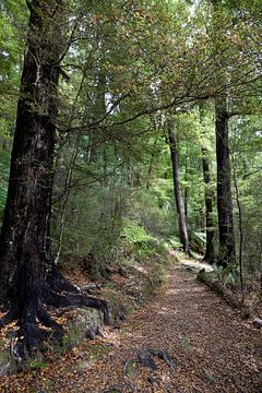  Walking path in Pelorus Bridge Scenic Reserve by Frans Rombout