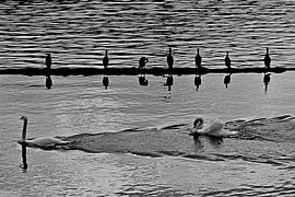 MOLDAU 3 von Miroslav Ptacek