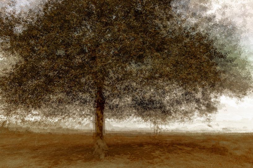 Lumière entrelacée : Un arbre dans le Groote Peel par Nicole Schmidt