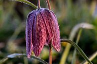 Vérifiez la floraison des fleurs avec la rosée du matin par Björn Knauf Aperçu