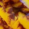 Gelbe Anemone von Hans Heemsbergen