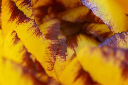 Gele anemoon van Hans Heemsbergen