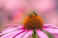 Biene mit rosa Sonnenhut von John van de Gazelle fotografie Miniaturansicht