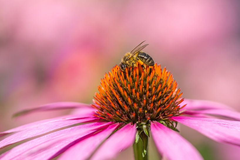 Biene mit rosa Sonnenhut von John van de Gazelle fotografie