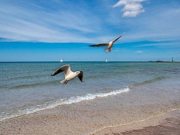 Strand in Warnemünde aan de Oostzee met meeuwen van Animaflora PicsStock