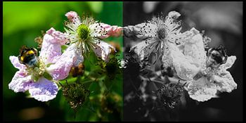 Diptychon